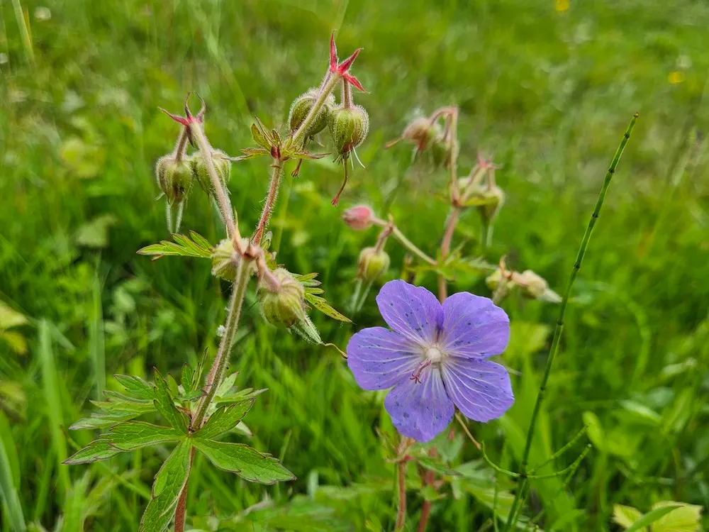 Meadow Cranesbill (Geranium Pratense) — is a charming perennial with striking saucer-shaped blooms in hues of blue-violet; hardy in zones 4-8, it, image 43