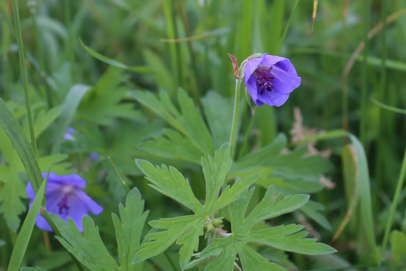 Meadow Cranesbill (Geranium Pratense) — creating a diverse tapestry of textures and colors