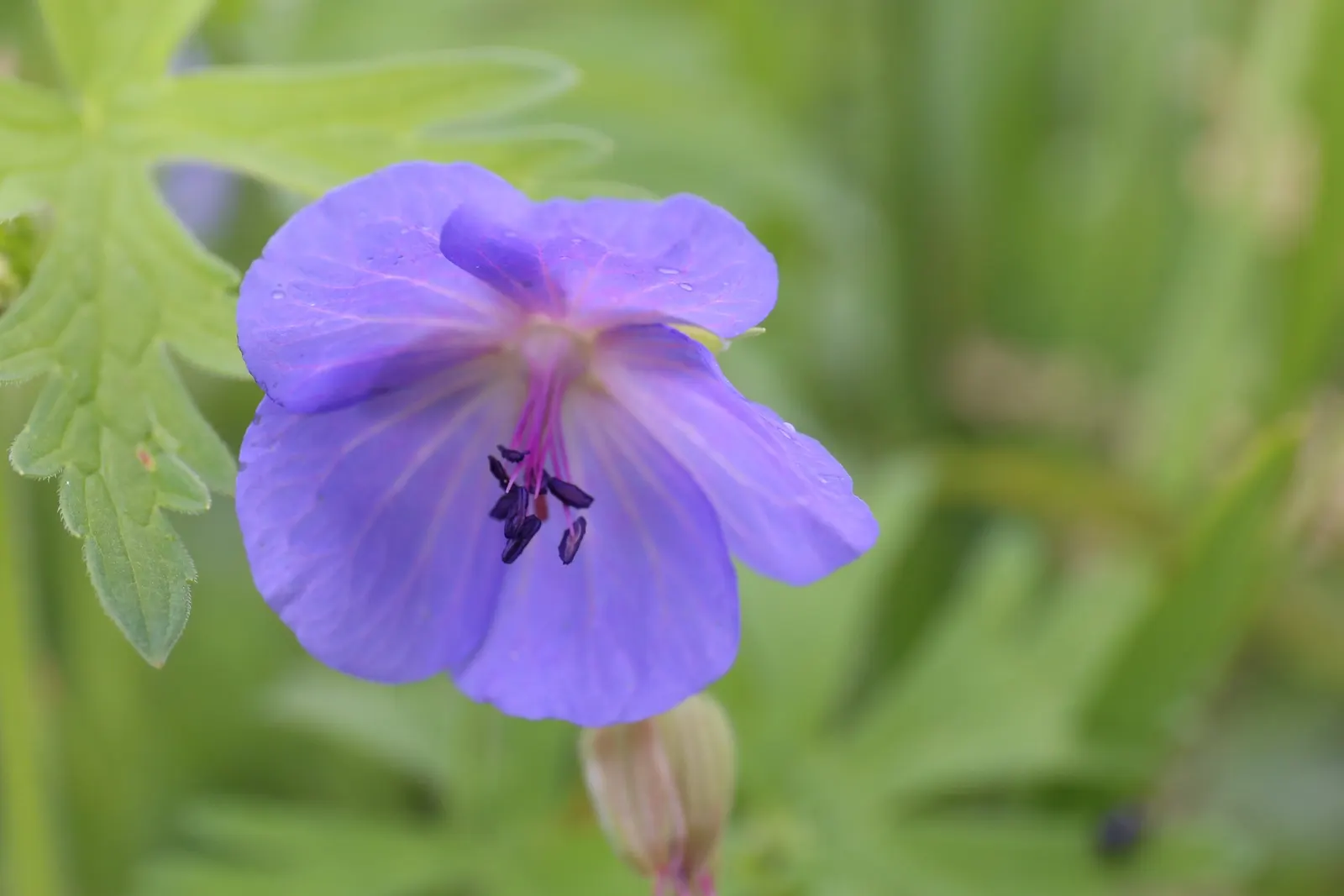 Meadow Cranesbill (Geranium Pratense) — This plant boasts deeply-lobed leaves and a bushy habit, spreading up to 18 inches; with minimal care, the, image 45