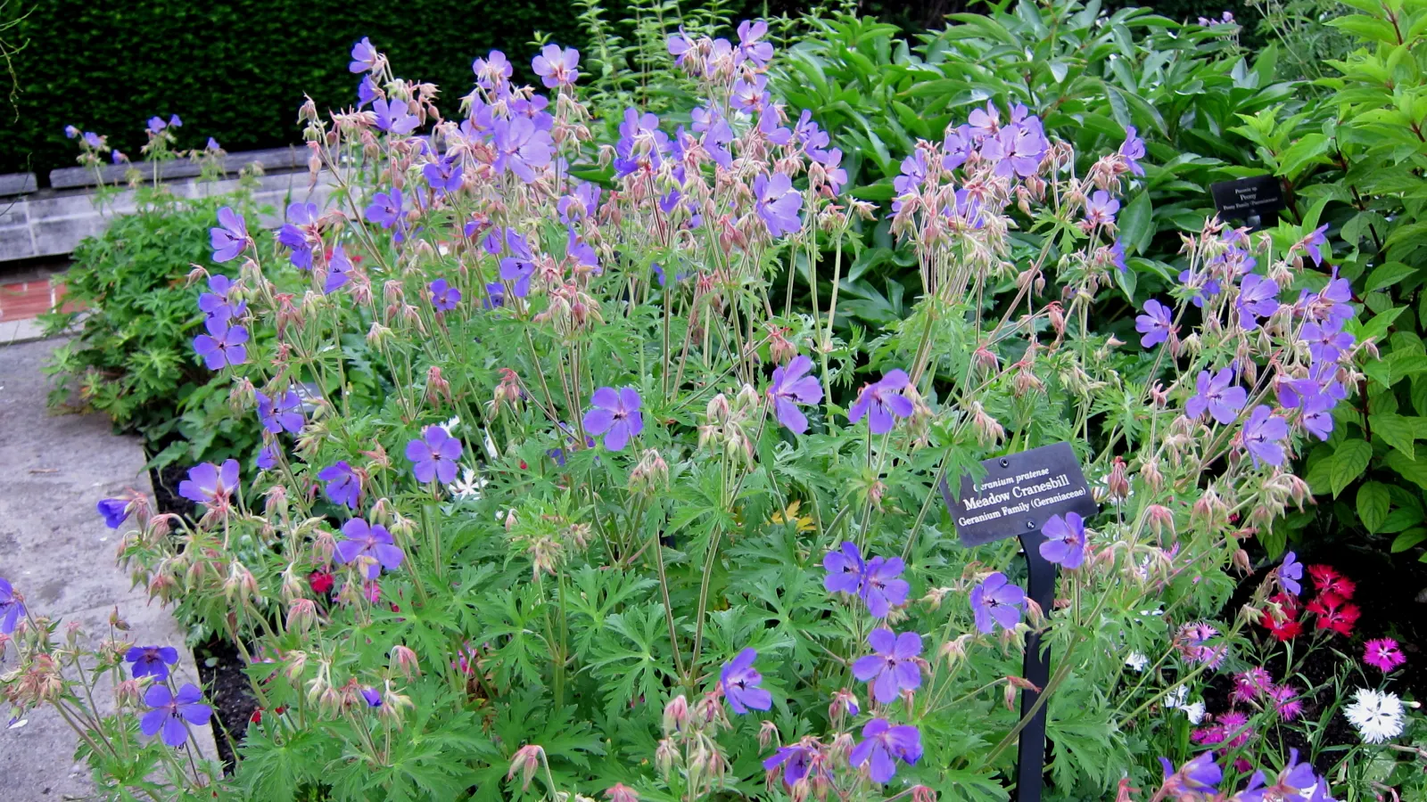 Meadow Cranesbill (Geranium Pratense) — It blooms profusely in late spring to early summer; with minimal care, the Meadow Cranesbill will be a reliable and