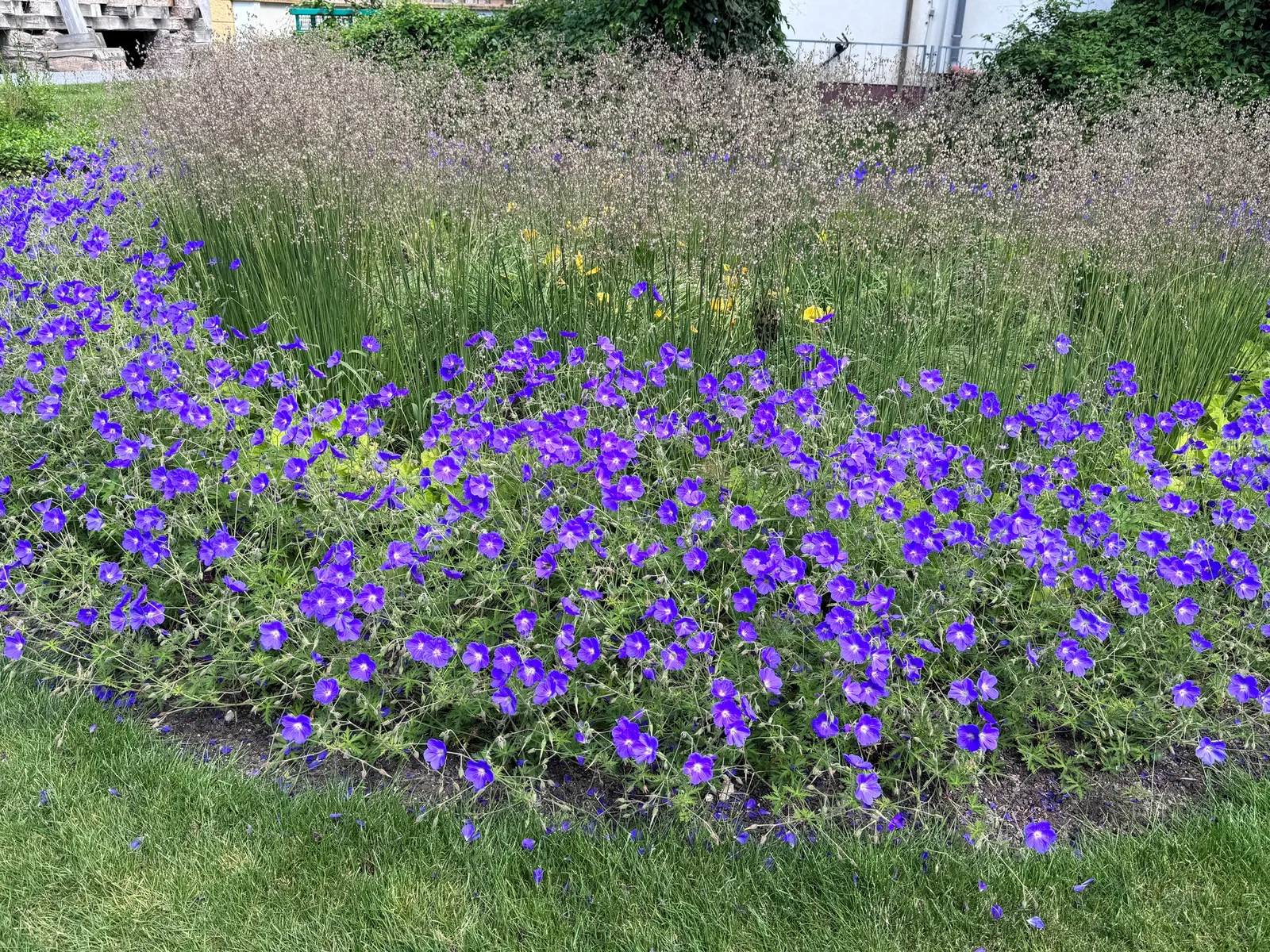 Meadow Cranesbill (Geranium Pratense) — including bees and butterflies.<br><br>For the client's benefit; hardy in zones 4-8, it blooms from early, image 55