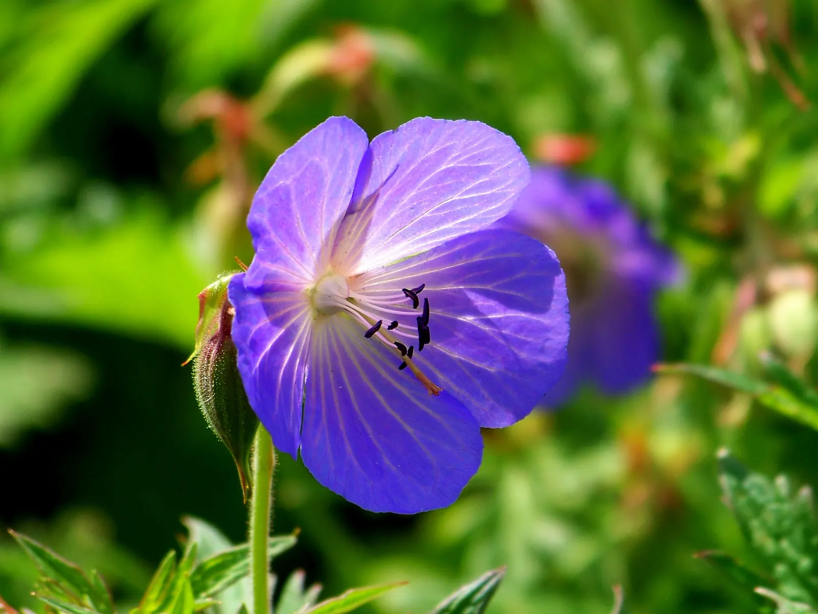 Meadow Cranesbill (Geranium Pratense) — is a charming perennial with striking saucer-shaped blooms in hues of blue-violet; hardy in zones 4-8, it, image 64