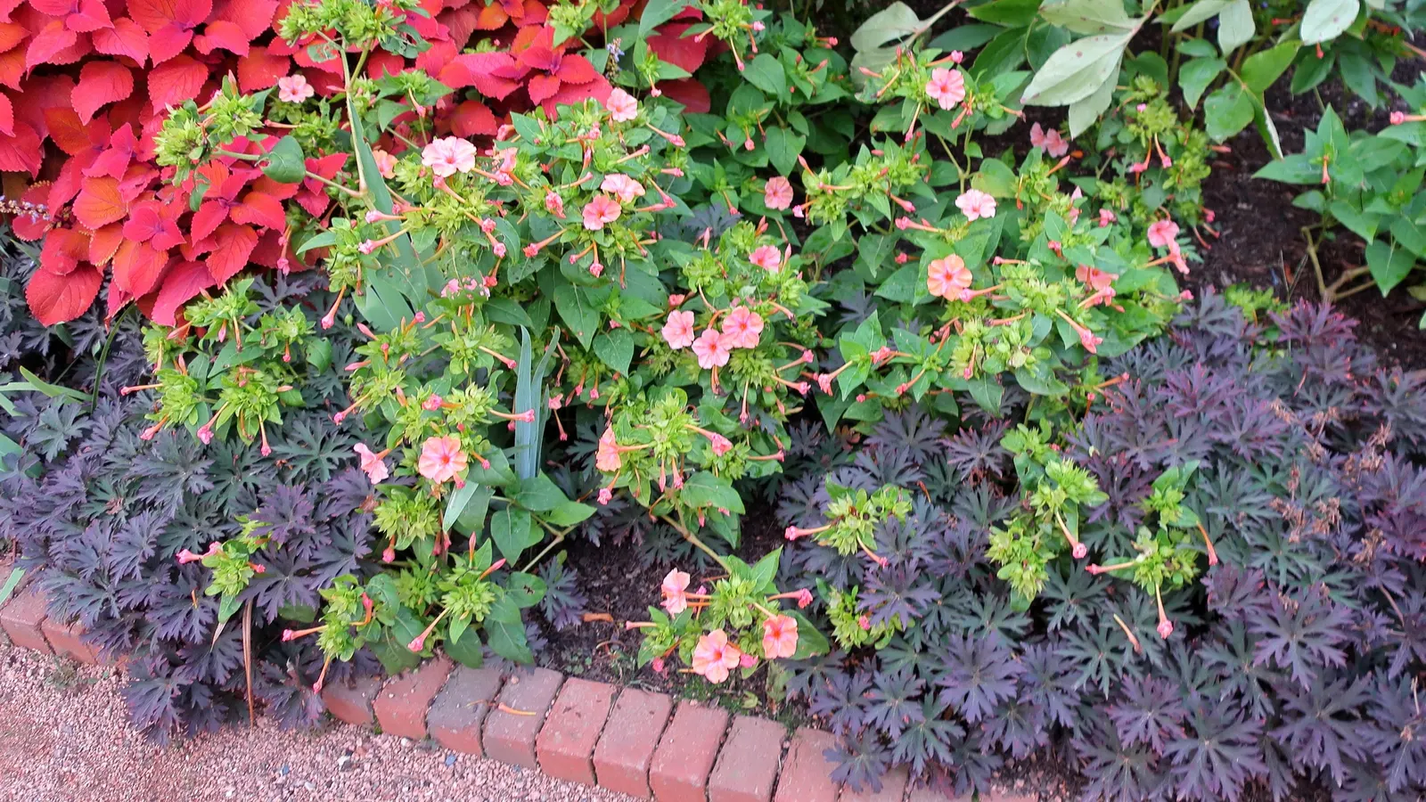 Meadow Cranesbill (Geranium Pratense) — this perennial is low-maintenance and drought-tolerant once established; each flower spans roughly 1.5 inches across