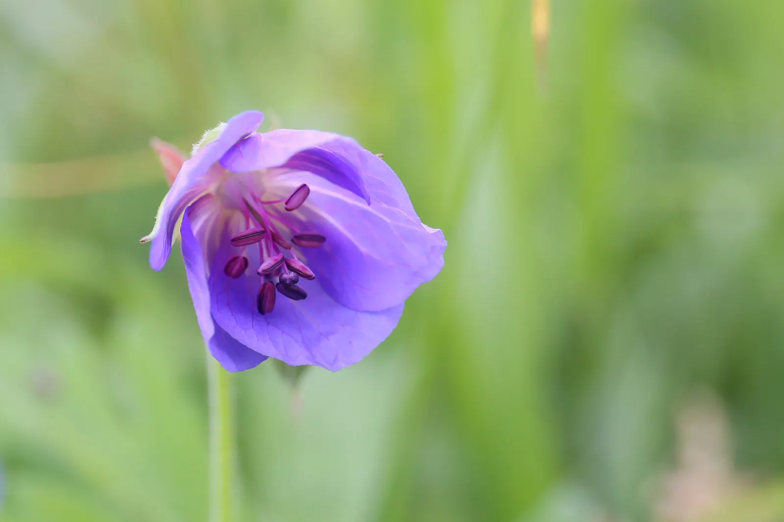 Meadow Cranesbill (Geranium Pratense) — is a charming perennial with striking saucer-shaped blooms in hues of blue-violet; hardy in zones 4-8, it blooms from