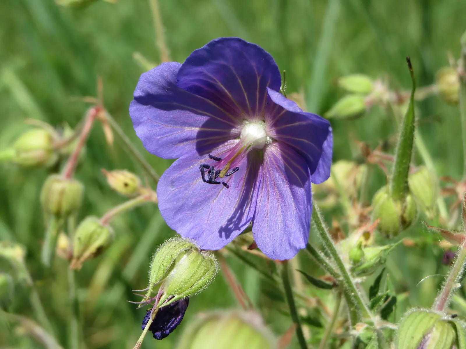 Meadow Cranesbill (Geranium Pratense) — presenting five rounded petals that attract a host of pollinators; with minimal care, the Meadow Cranesbill will be a