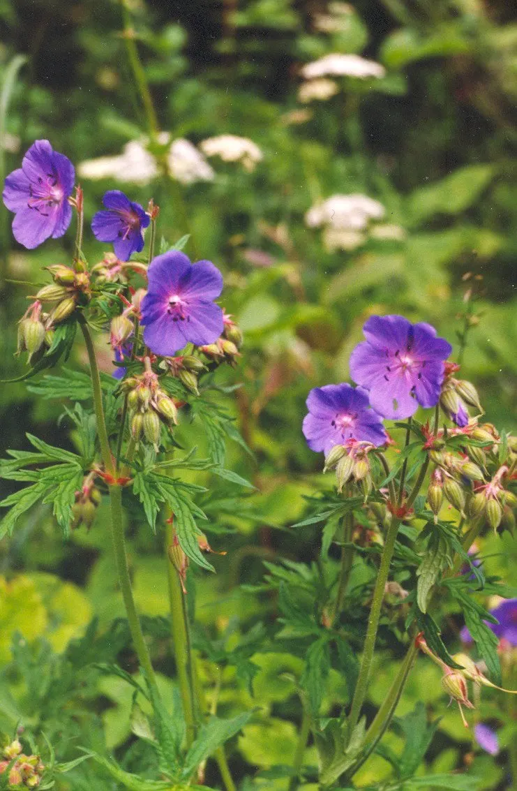 Meadow Cranesbill (Geranium Pratense) — creating a diverse tapestry of textures and colors; hardy in zones 4-8, it blooms from early summer into, image 79