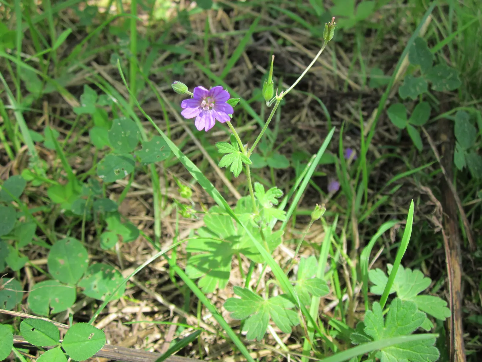 Meadow Cranesbill (Geranium Pratense) — It's also relatively pest and disease-resistant; with minimal care, the Meadow Cranesbill will be a reliable and