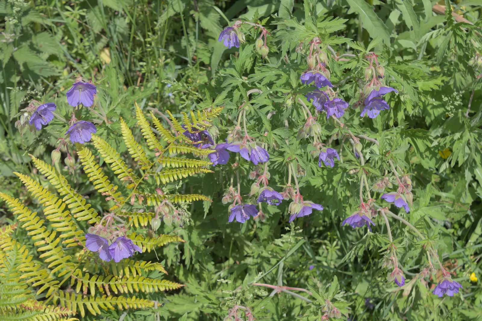 Meadow Cranesbill (Geranium Pratense) — creating a diverse tapestry of textures and colors; hardy in zones 4-8, it blooms from early summer into, image 58