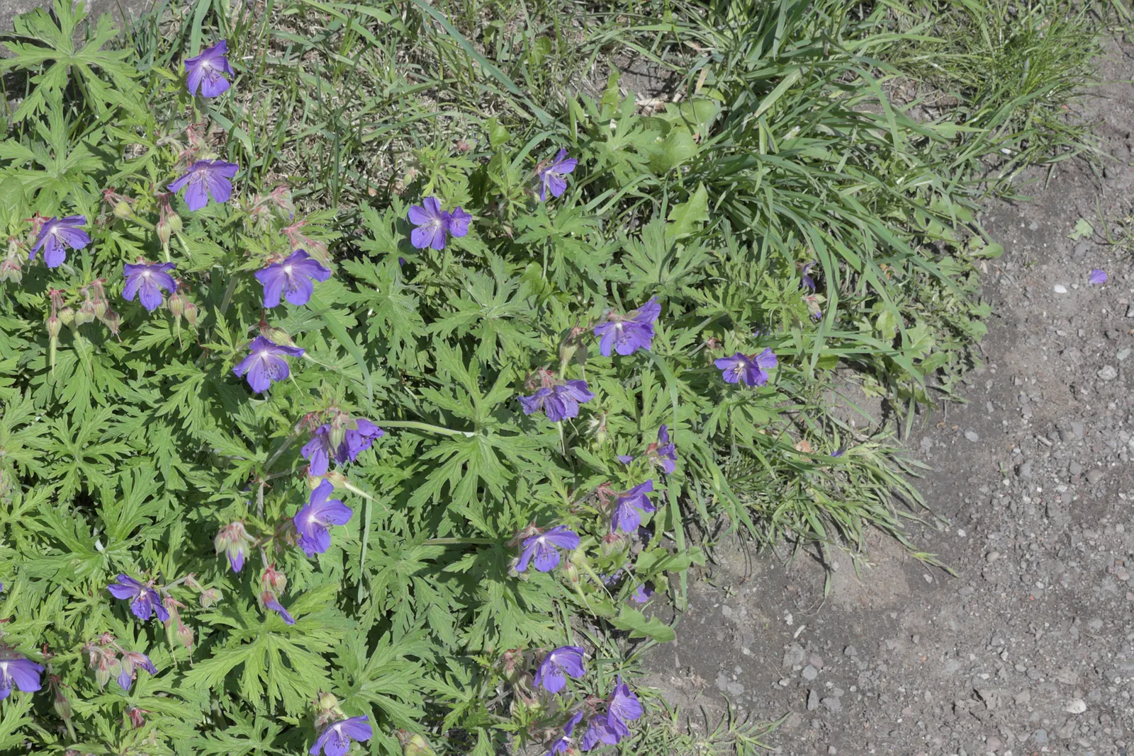 Meadow Cranesbill (Geranium Pratense) — including bees and butterflies.<br><br>For the client's benefit; hardy in zones 4-8, it blooms from early, image 76