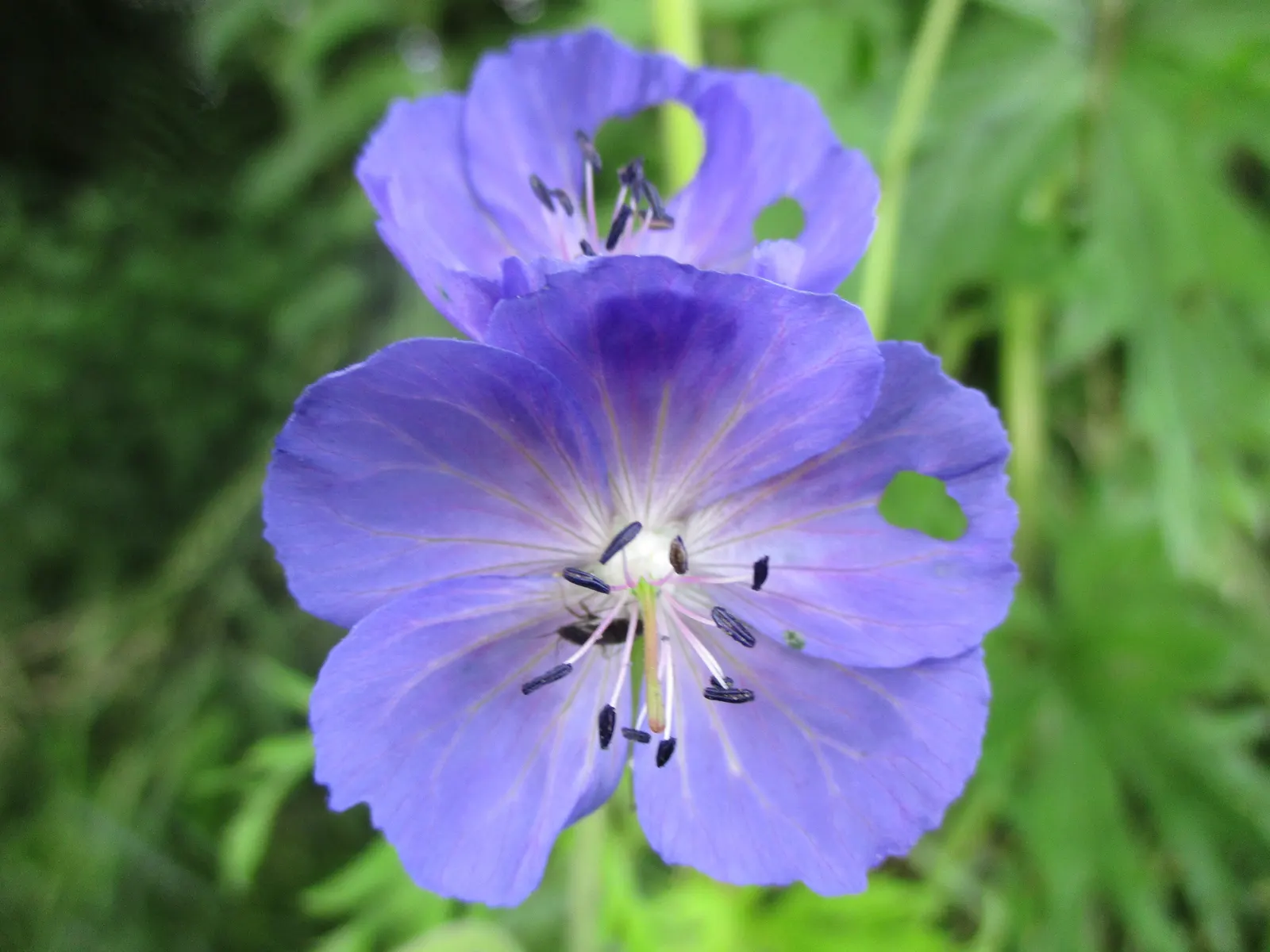 Meadow Cranesbill (Geranium Pratense) — It's also relatively pest and disease-resistant