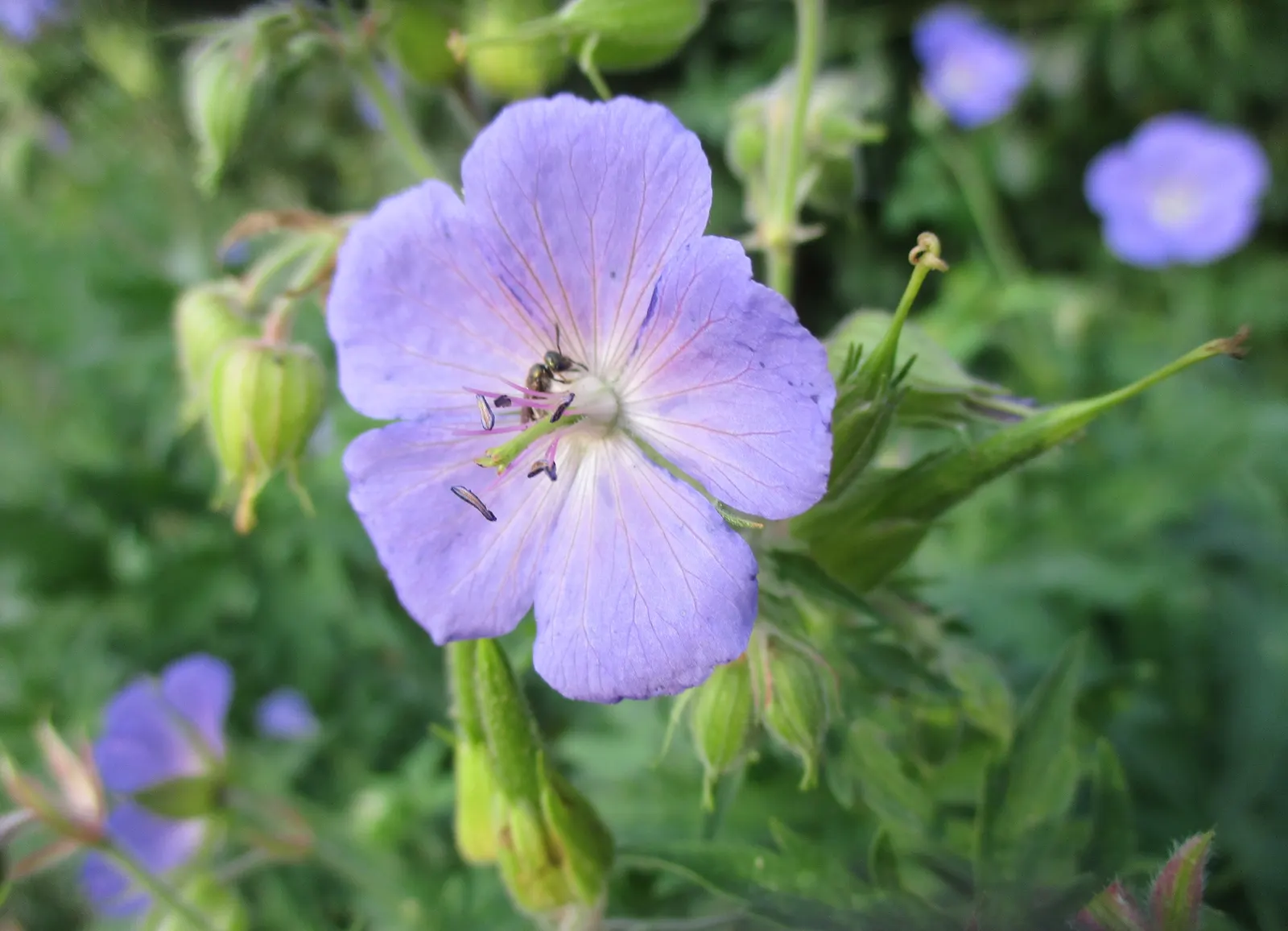 Meadow Cranesbill (Geranium Pratense) — Its maintenance is low, appealing for borders, wildflower gardens, and as groundcover; each flower spans roughly 1.5