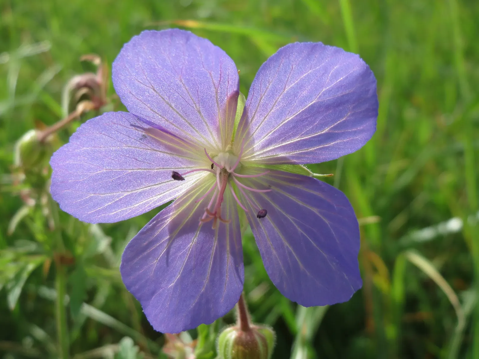 Meadow Cranesbill (Geranium Pratense) — blue and lavender and purple flowers in the garden; hardy in zones 4-8, it blooms from early summer into, image 82