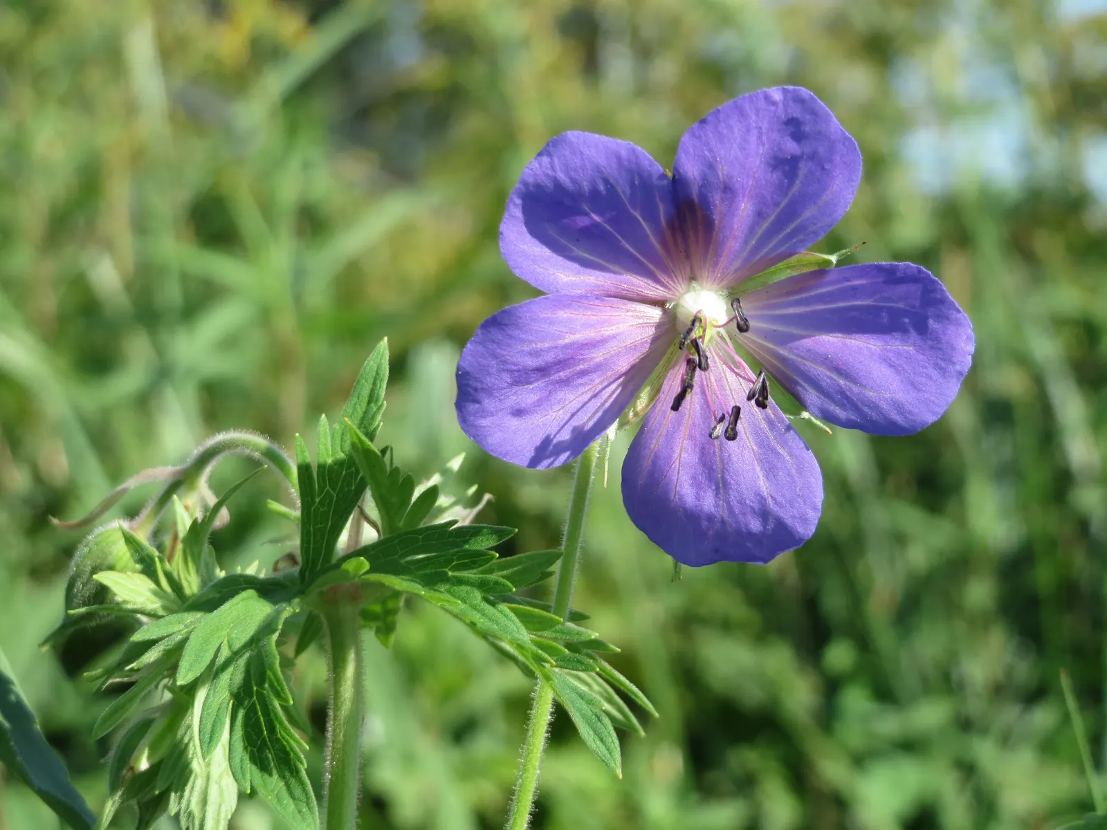 Meadow Cranesbill (Geranium Pratense) — presenting five rounded petals that attract a host of pollinators
