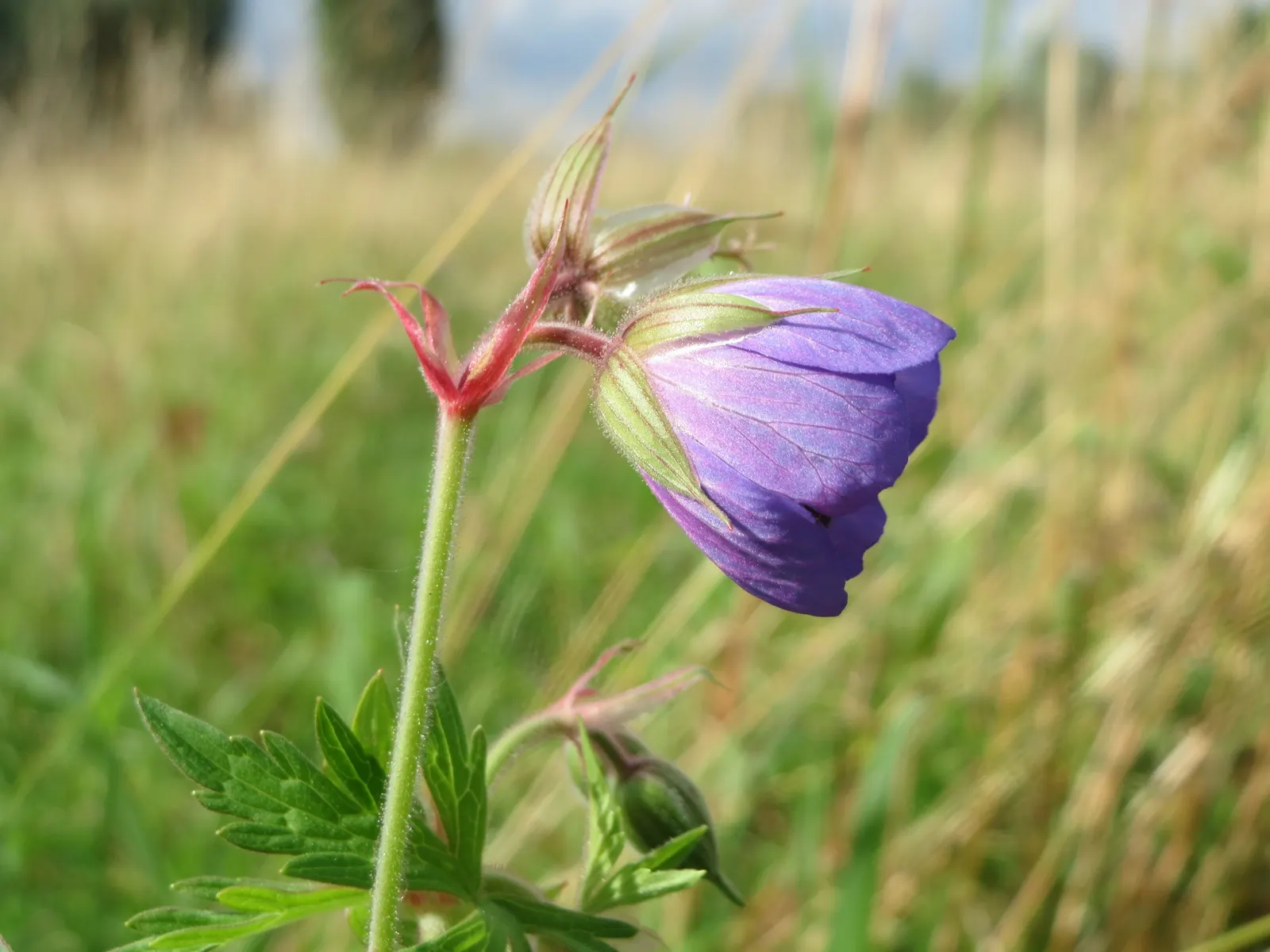 Meadow Cranesbill (Geranium Pratense) — this perennial is low-maintenance and drought-tolerant once established