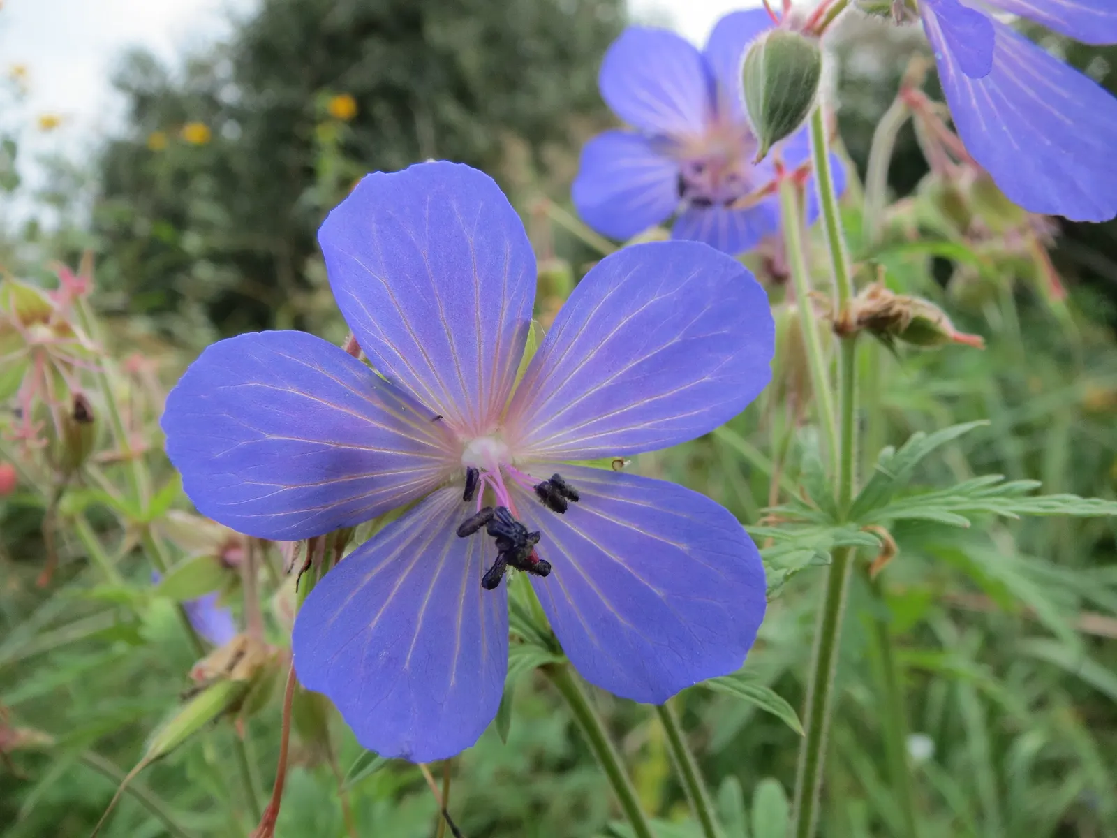 Meadow Cranesbill (Geranium Pratense) — This hardy perennial is native to Europe and Asia but has adapted well to a variety of climates; with minimal care, the