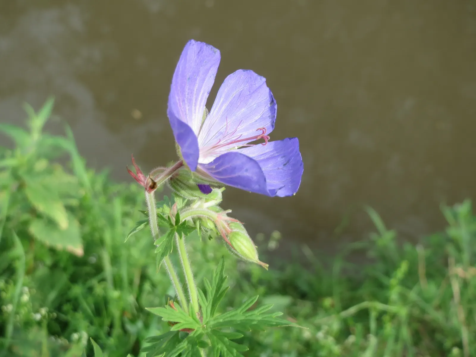 Meadow Cranesbill (Geranium Pratense) — Hardy in zones 4-8, it blooms from early summer into fall, image 46