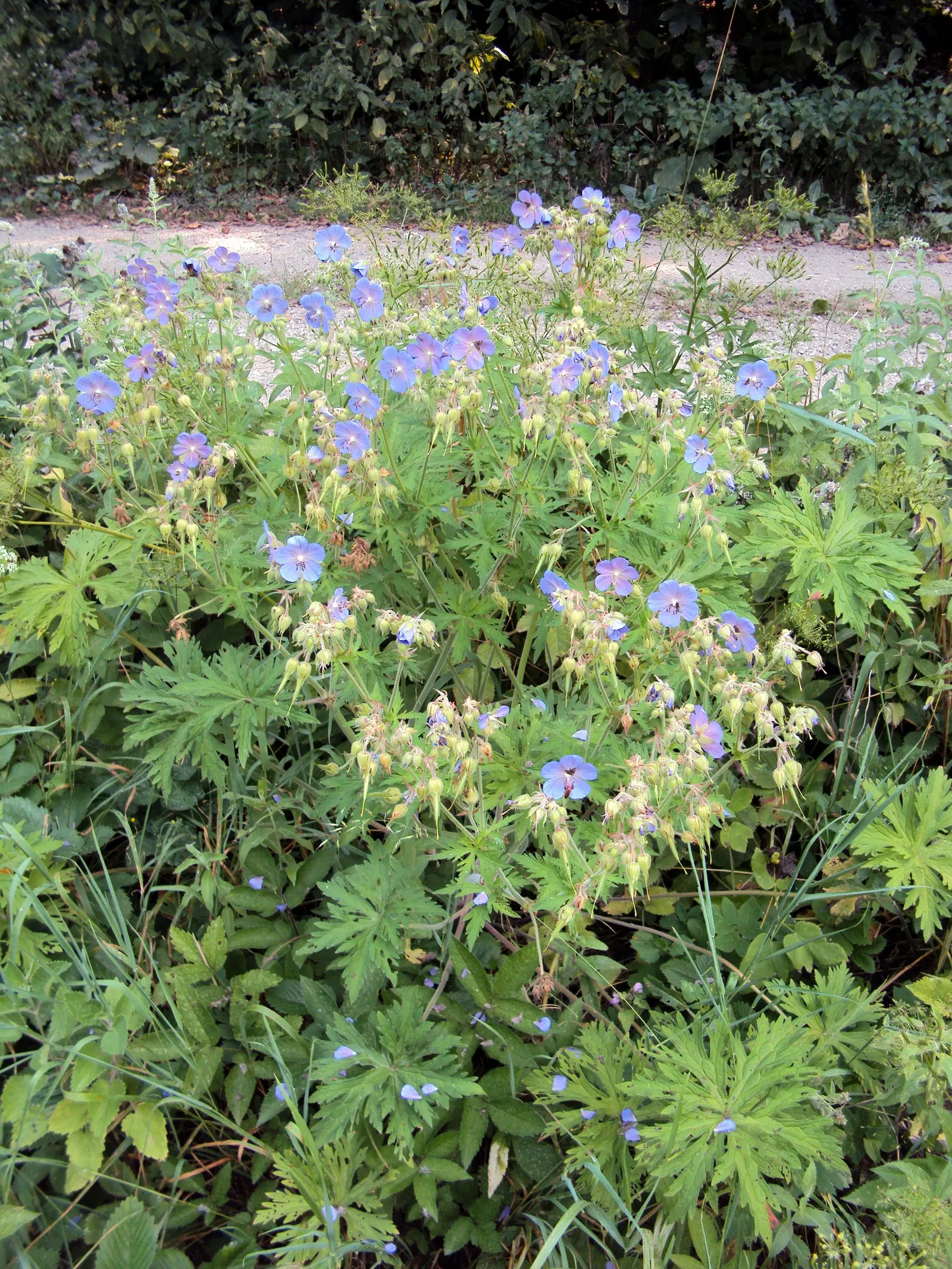Meadow Cranesbill (Geranium Pratense) — It flourishes 18 to 24 inches tall in full sun to partial shade; each flower spans roughly 1.5 inches across, image 44