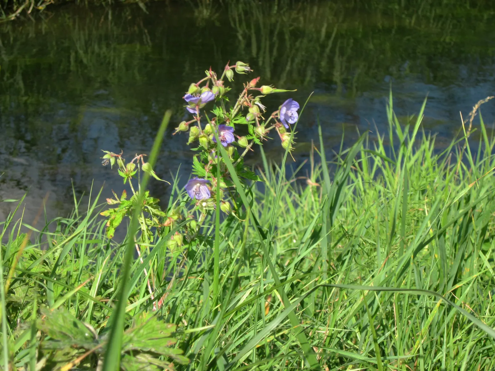 Meadow Cranesbill (Geranium Pratense) — With minimal care, the Meadow Cranesbill will be a reliable and enchanting presence in your client's garden
