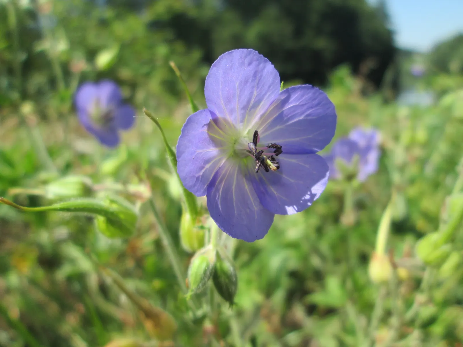 Meadow Cranesbill (Geranium Pratense) — with some varieties offering a secondary flush of flowers in early fall if deadheaded; hardy in zones 4-8, image 52