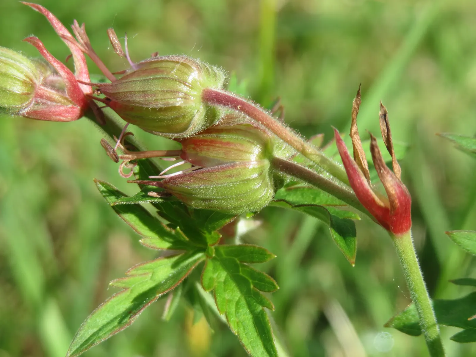 Meadow Cranesbill (Geranium Pratense) — perennial for full or half; with minimal care, the Meadow Cranesbill will be a reliable and enchanting presence in your