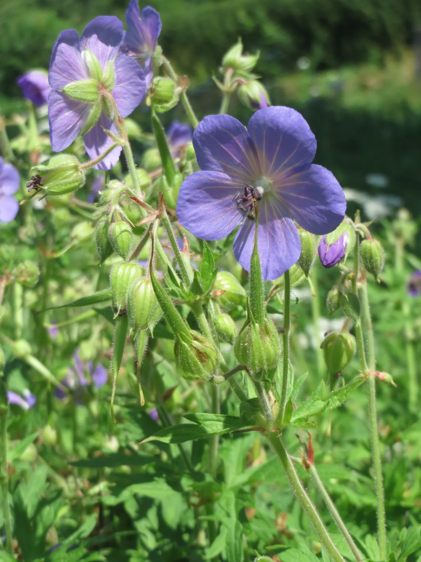 Meadow Cranesbill (Geranium Pratense) — perennial with blue and lavender and purple blooms