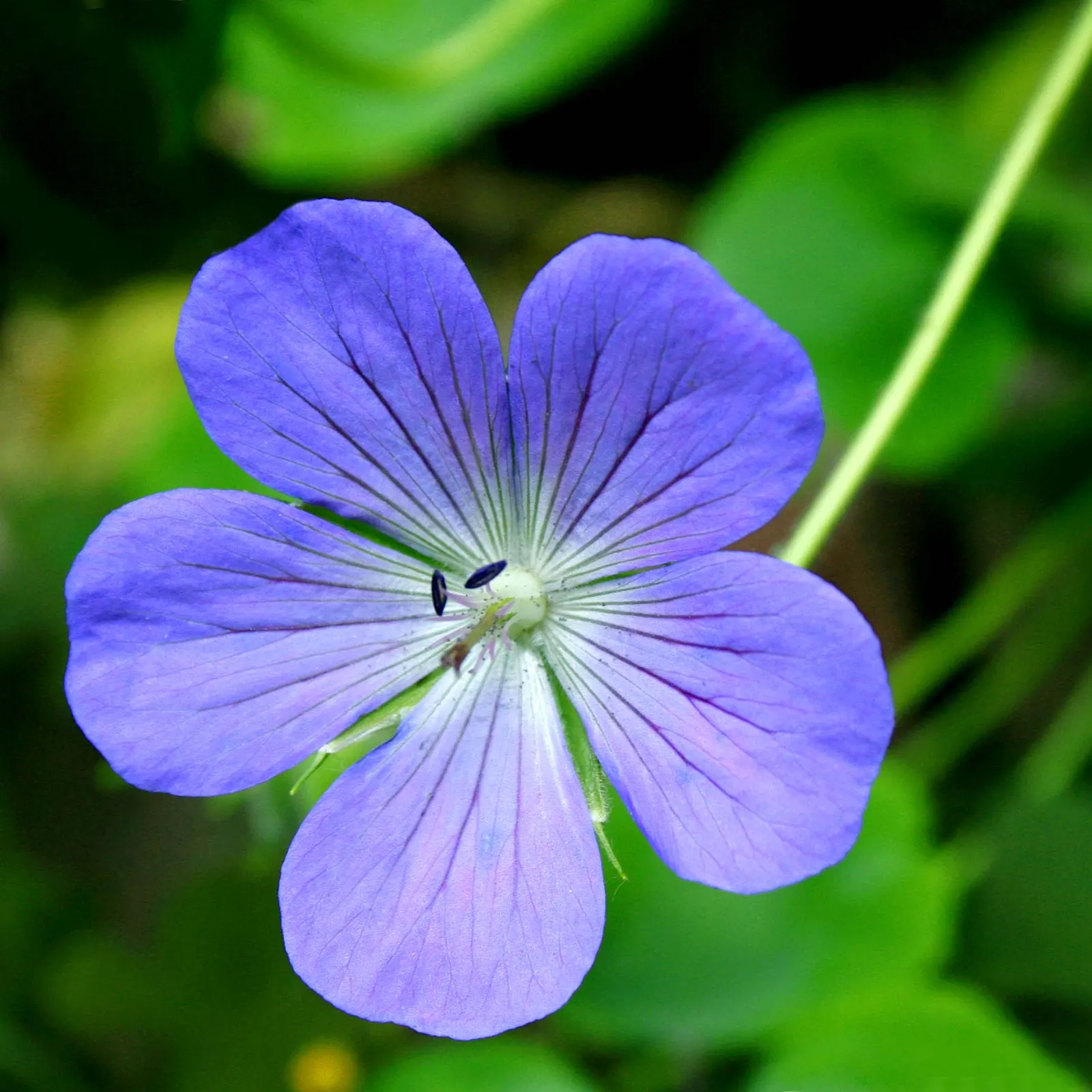 Meadow Cranesbill (Geranium Pratense) — blue and lavender and purple flowers in the garden; hardy in zones 4-8, it blooms from early summer into fall