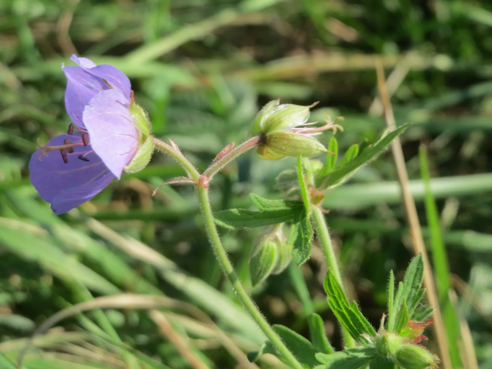 Meadow Cranesbill (Geranium Pratense) — This hardy perennial is native to Europe and Asia but has adapted well to a variety of climates; with, image 69