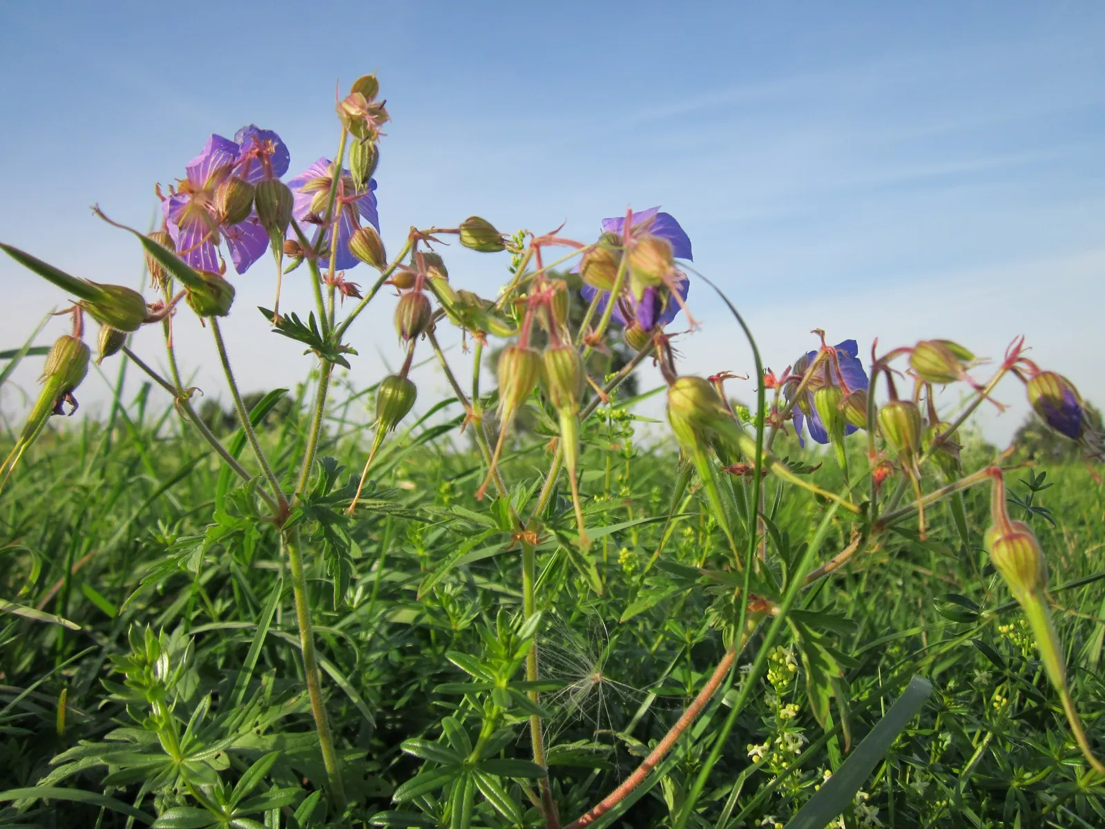 Meadow Cranesbill (Geranium Pratense) — including bees and butterflies.<br><br>For the client's benefit; hardy in zones 4-8, it blooms from early summer into
