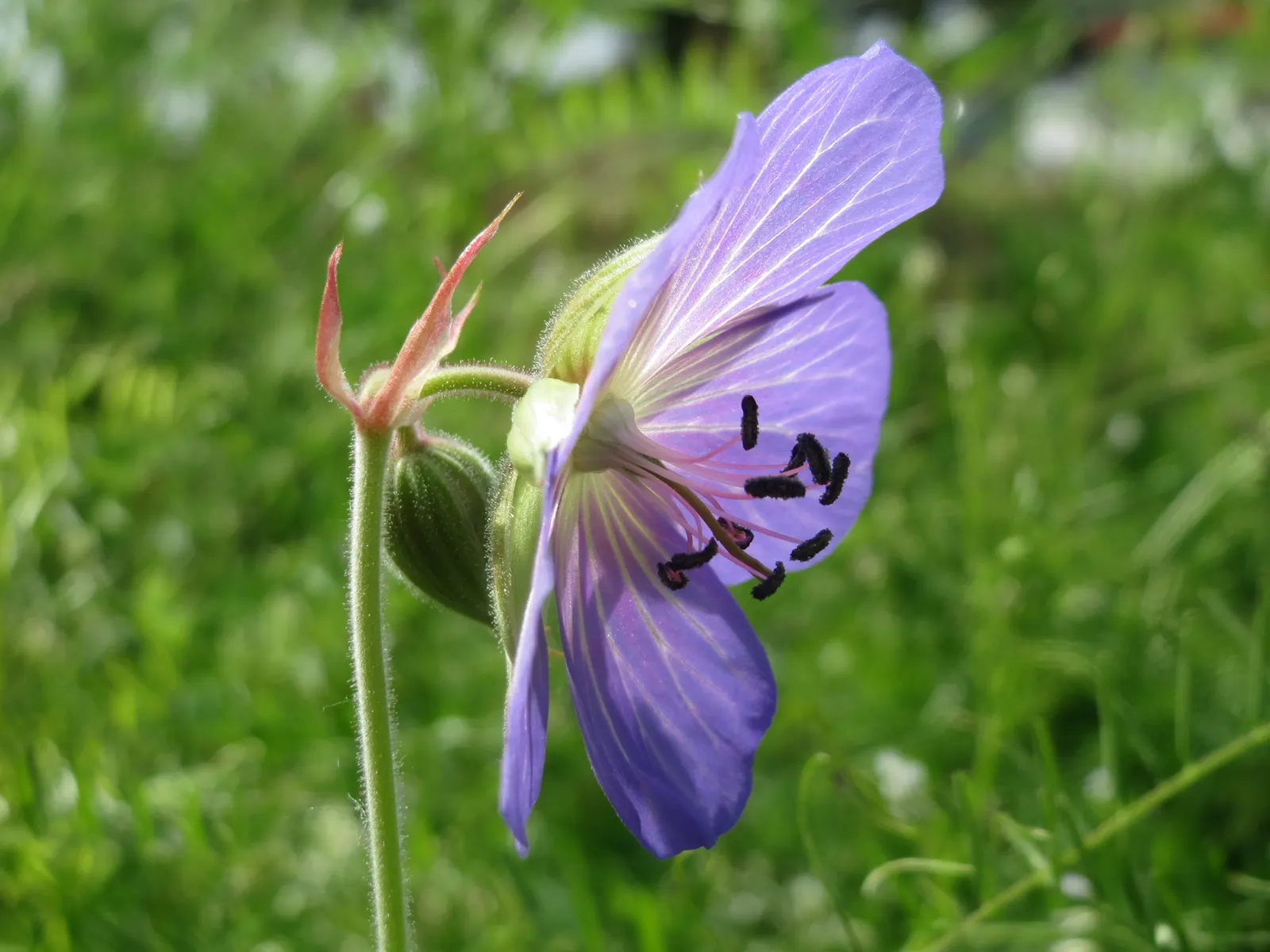 Meadow Cranesbill (Geranium Pratense) — It blooms profusely in late spring to early summer; with minimal care, the Meadow Cranesbill will be a, image 72