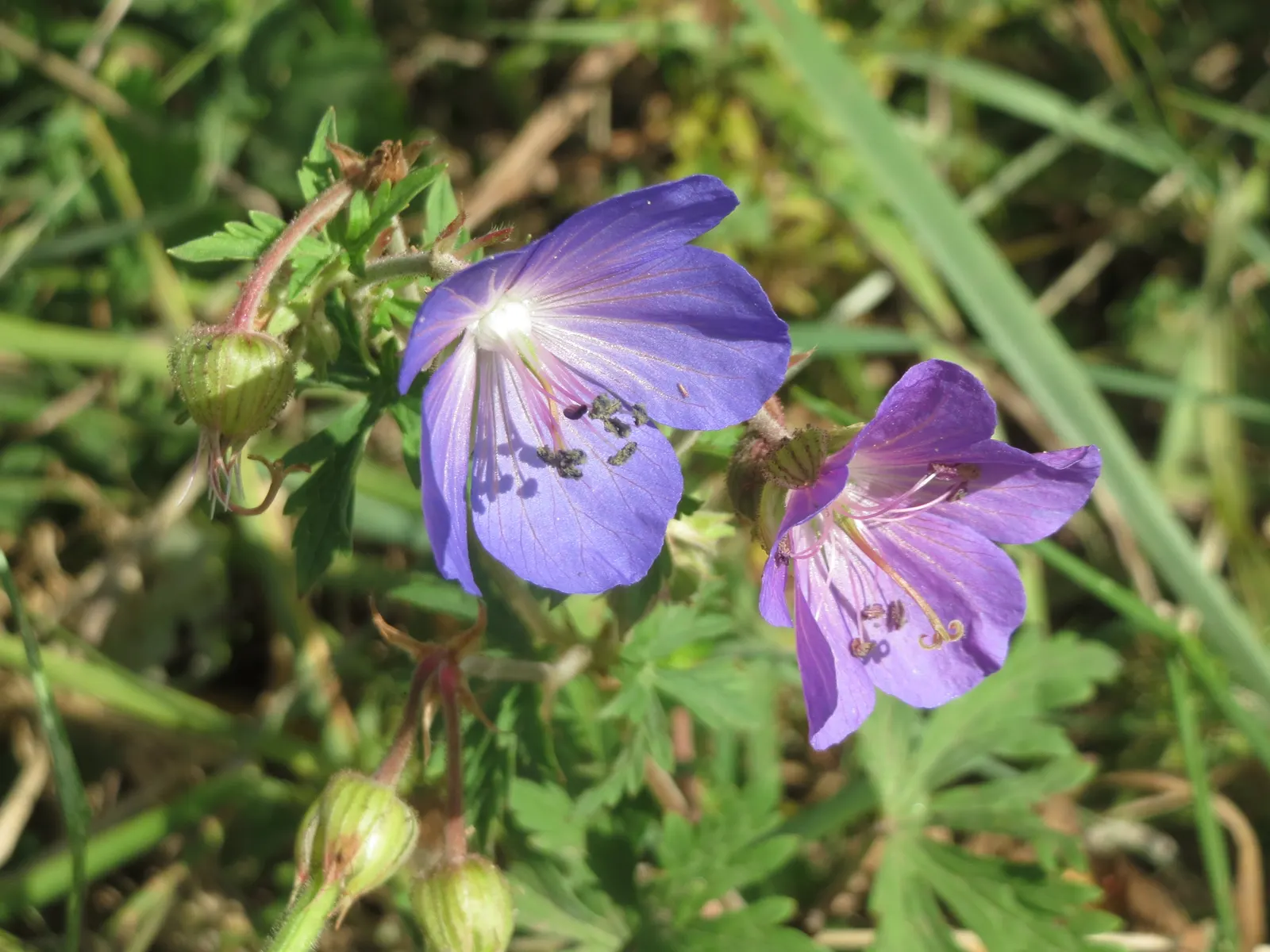 Meadow Cranesbill (Geranium Pratense) — perennial for full or half; with minimal care, the Meadow Cranesbill will be a reliable and enchanting, image 63