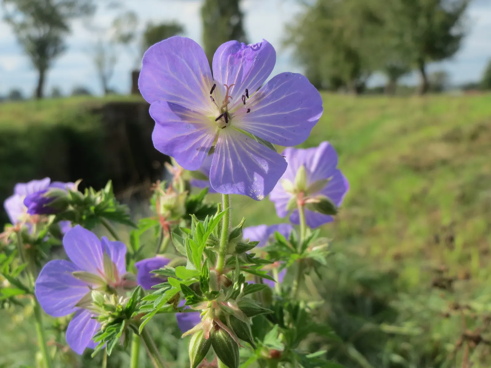 Meadow Cranesbill (Geranium Pratense) — Its cottage garden appeal also makes it a fitting choice for informal and naturalistic designs; each flower, image 59