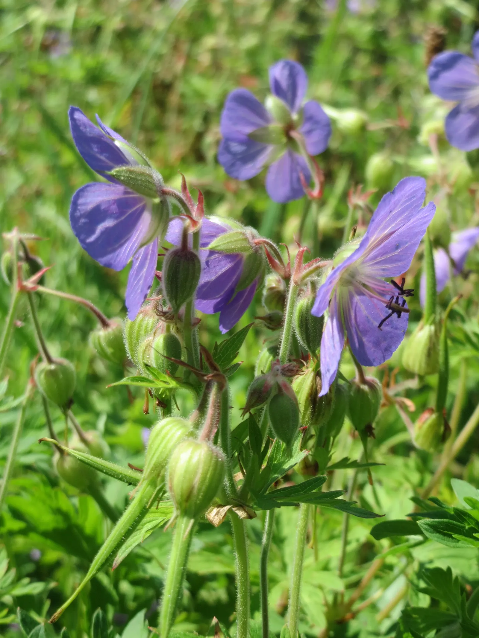 Meadow Cranesbill (Geranium Pratense) — Each flower spans roughly 1.5 inches across, image 32
