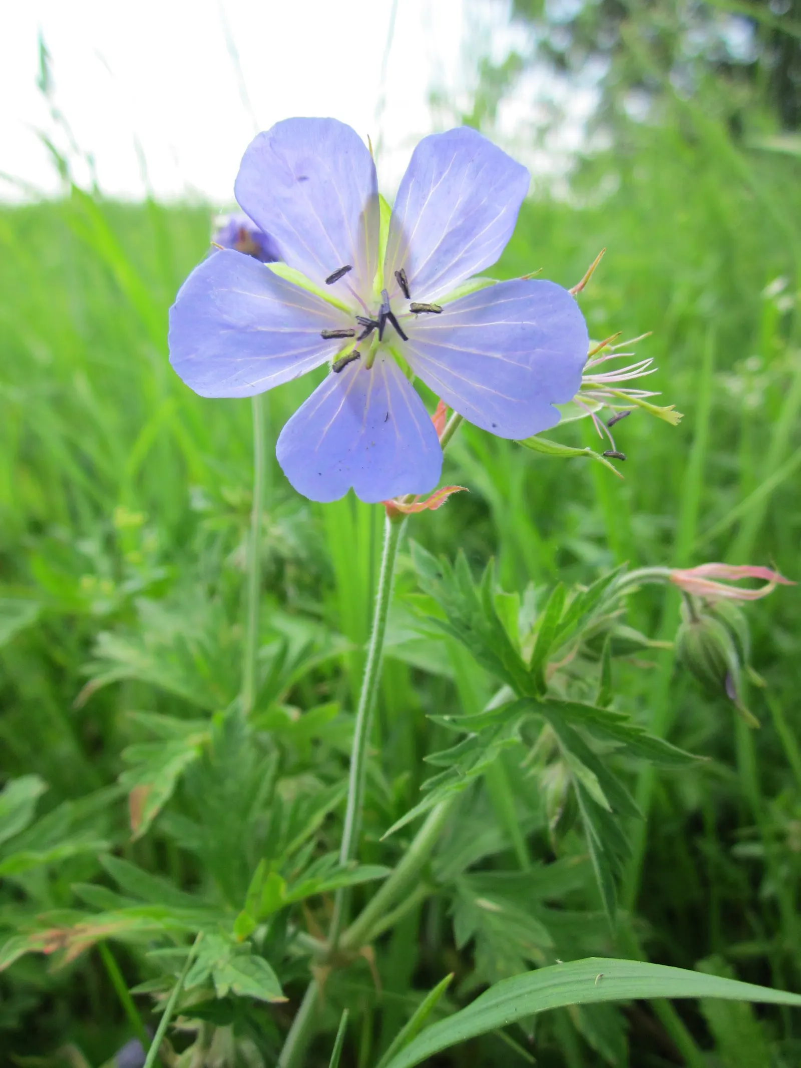 Meadow Cranesbill (Geranium Pratense) — Its maintenance is low, appealing for borders, wildflower gardens, and as groundcover