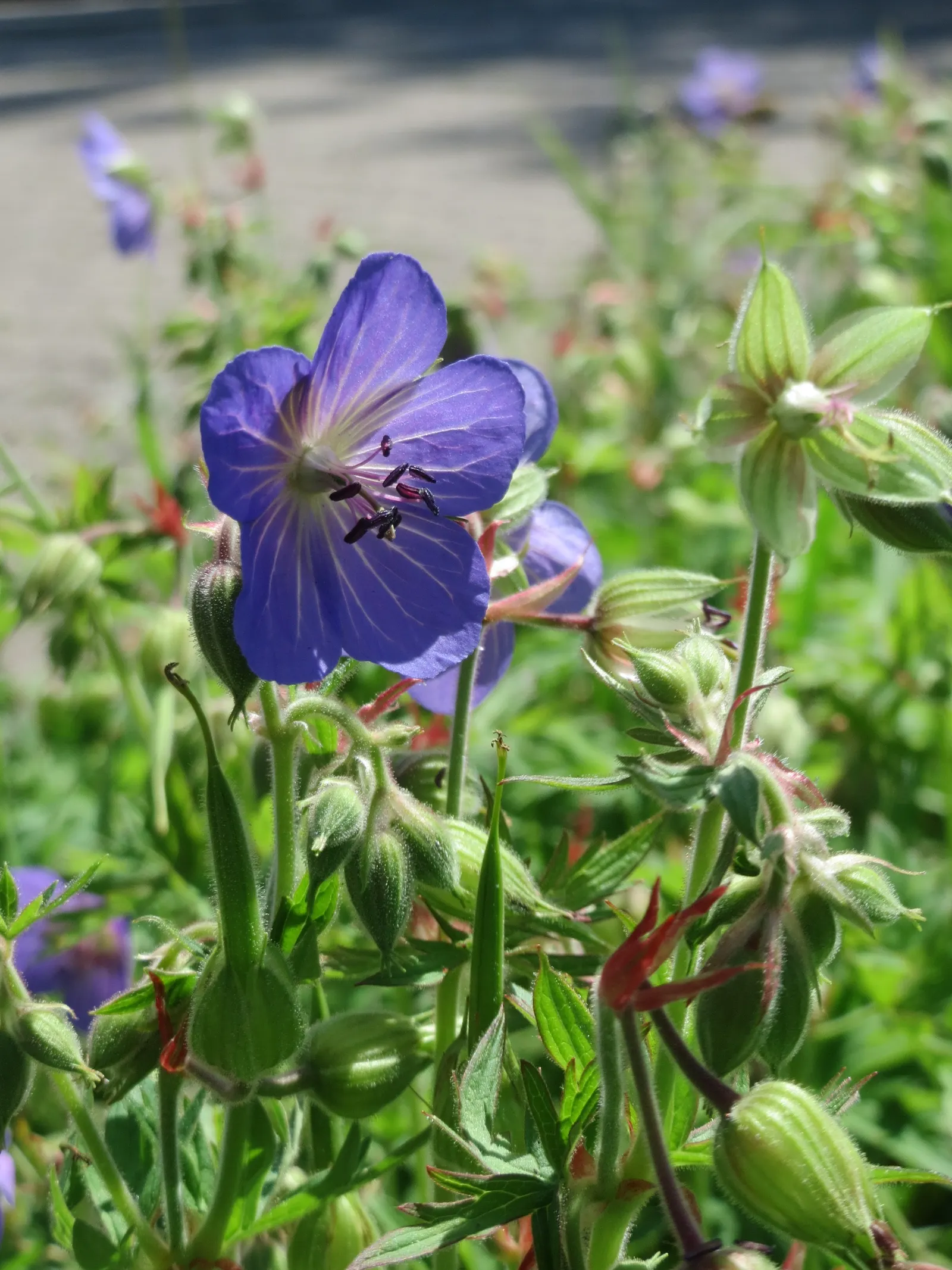 Meadow Cranesbill (Geranium Pratense) — It typically reaches a mature height of about 18 to 24 inches with a spread equal to its height; hardy in zones 4-8, it