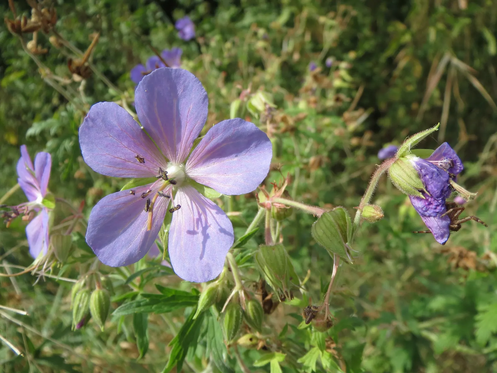 Meadow Cranesbill (Geranium Pratense) — creating a diverse tapestry of textures and colors; hardy in zones 4-8, it blooms from early summer into fall