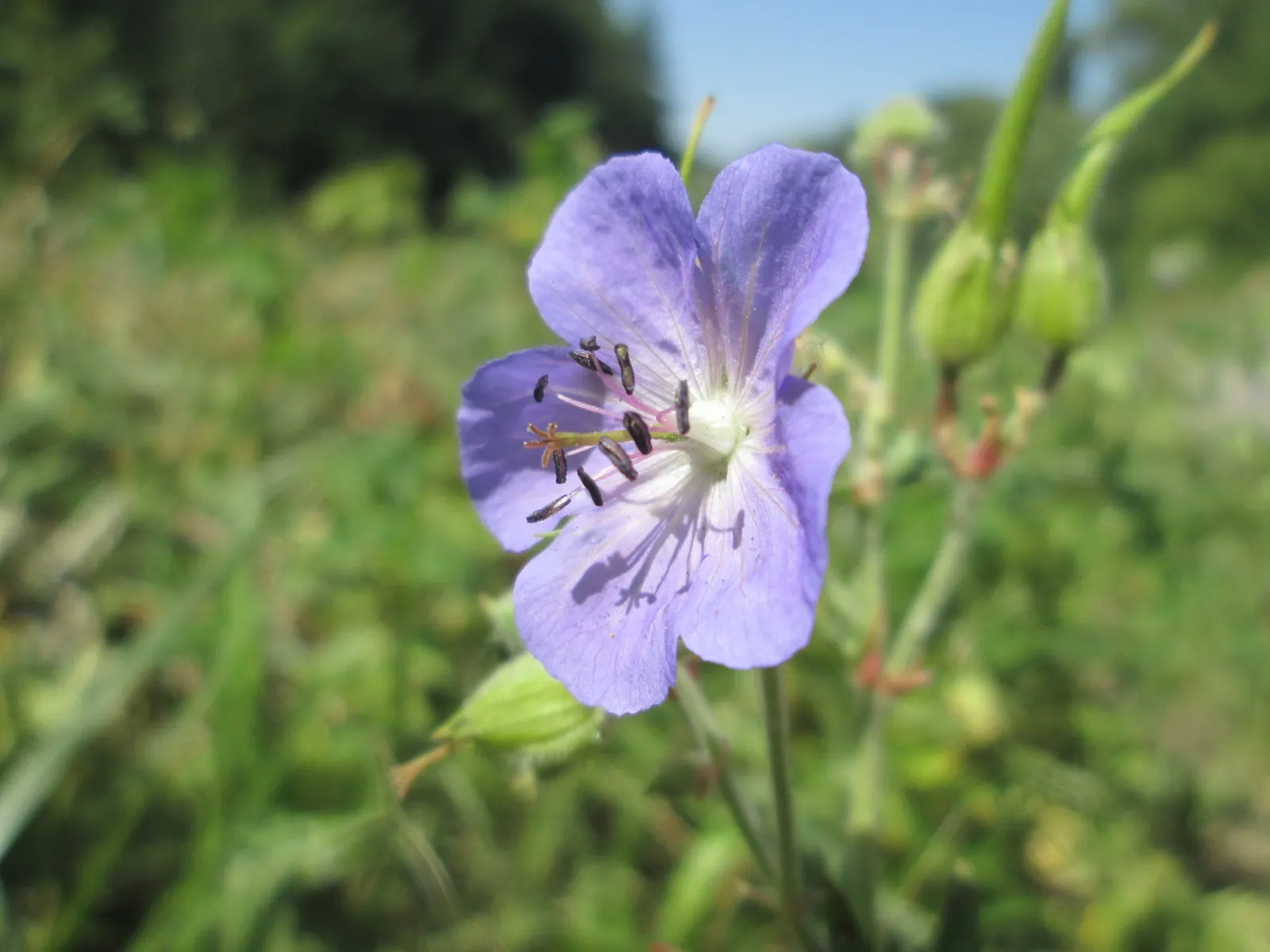 Meadow Cranesbill (Geranium Pratense) — It typically reaches a mature height of about 18 to 24 inches with a spread equal to its height
