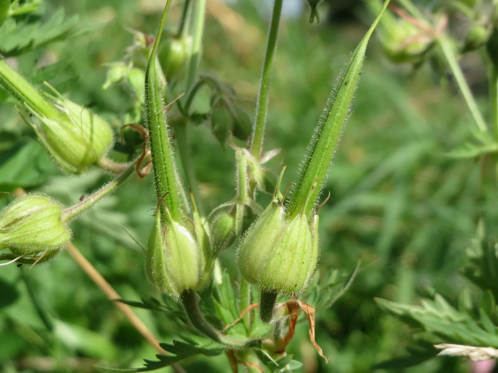 Meadow Cranesbill (Geranium Pratense) — It flourishes 18 to 24 inches tall in full sun to partial shade; each flower spans roughly 1.5 inches across, image 65