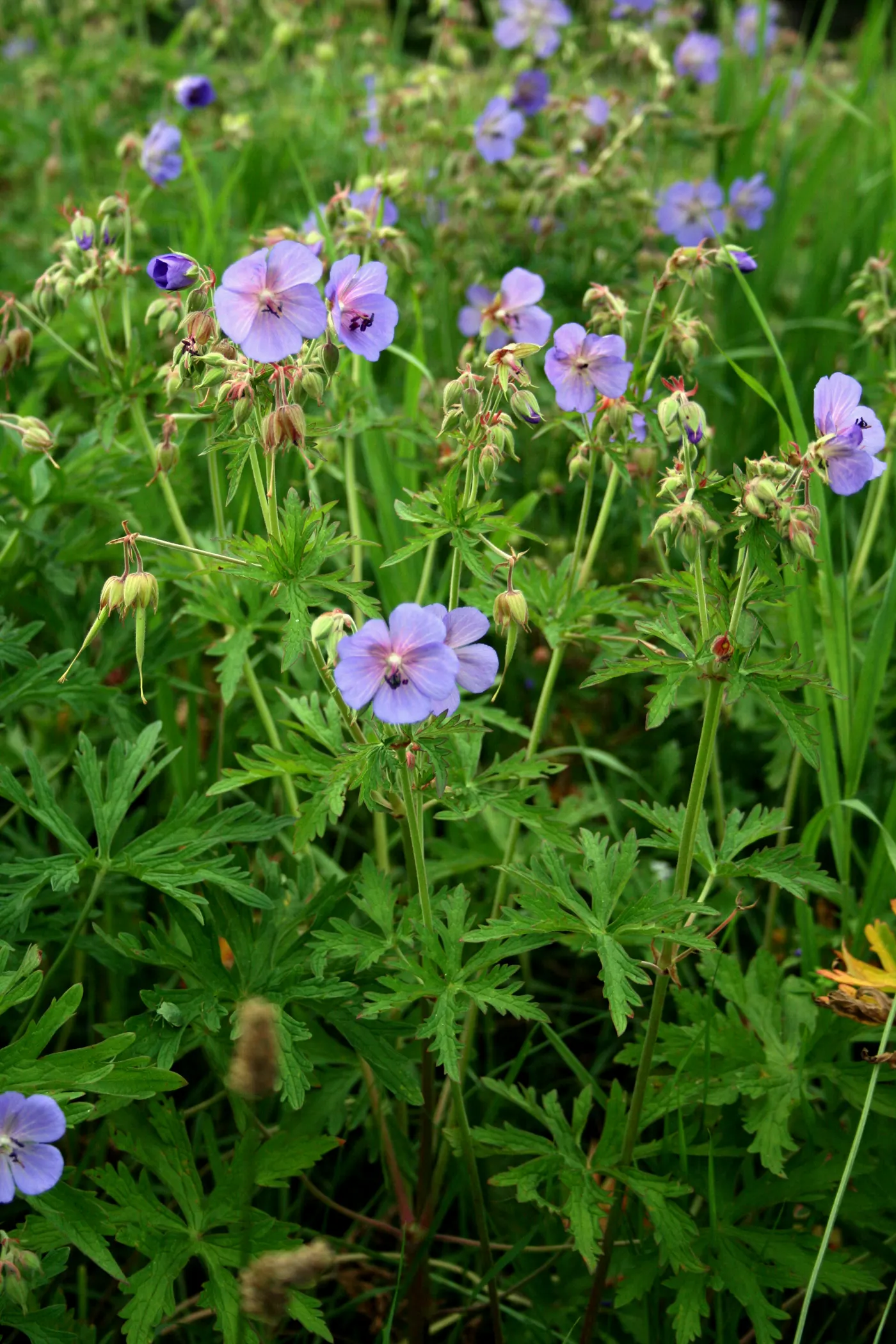 Meadow Cranesbill (Geranium Pratense) — It blooms profusely in late spring to early summer