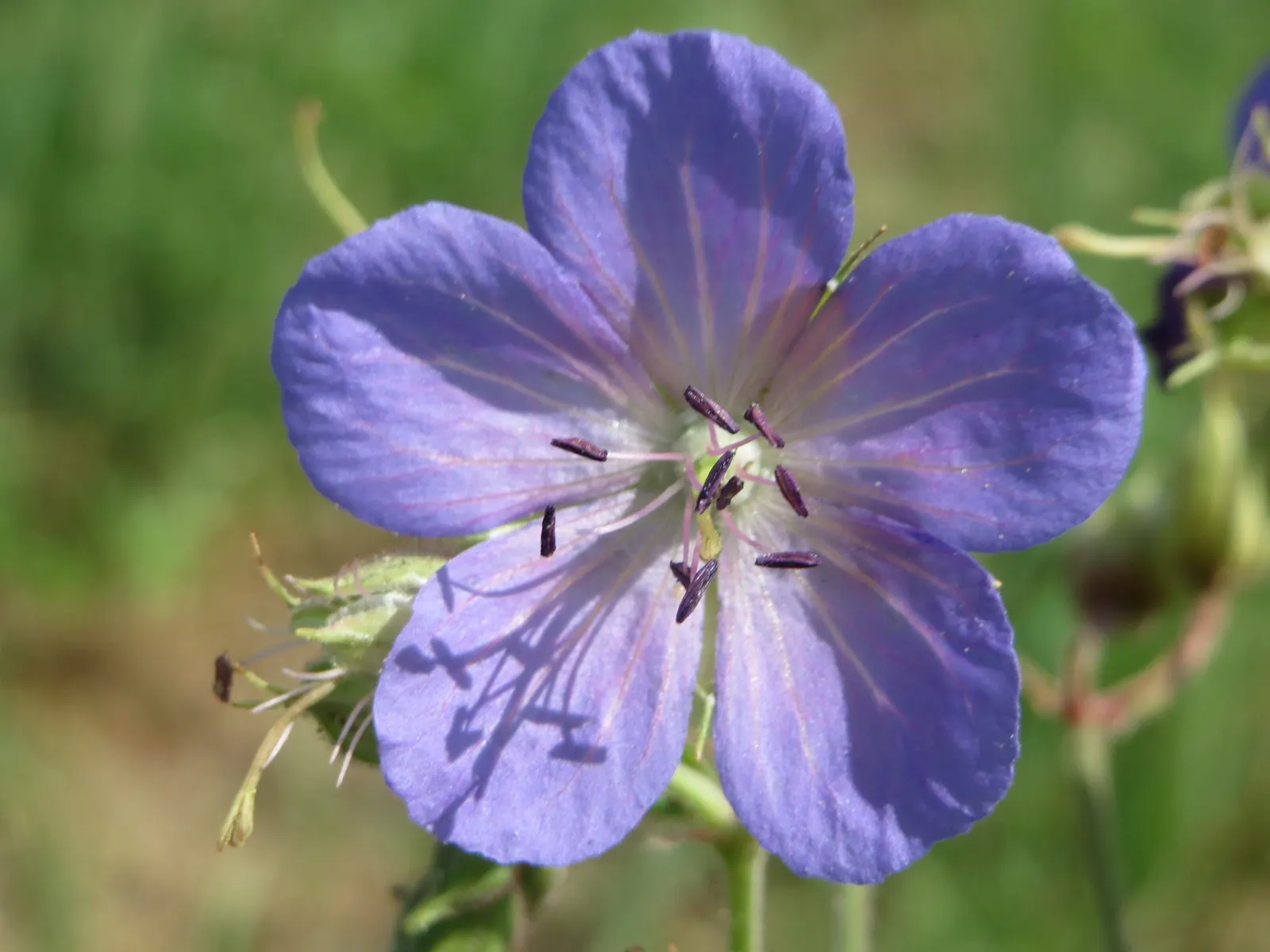 Meadow Cranesbill (Geranium Pratense) — It blooms profusely in late spring to early summer; with minimal care, the Meadow Cranesbill will be a, image 51