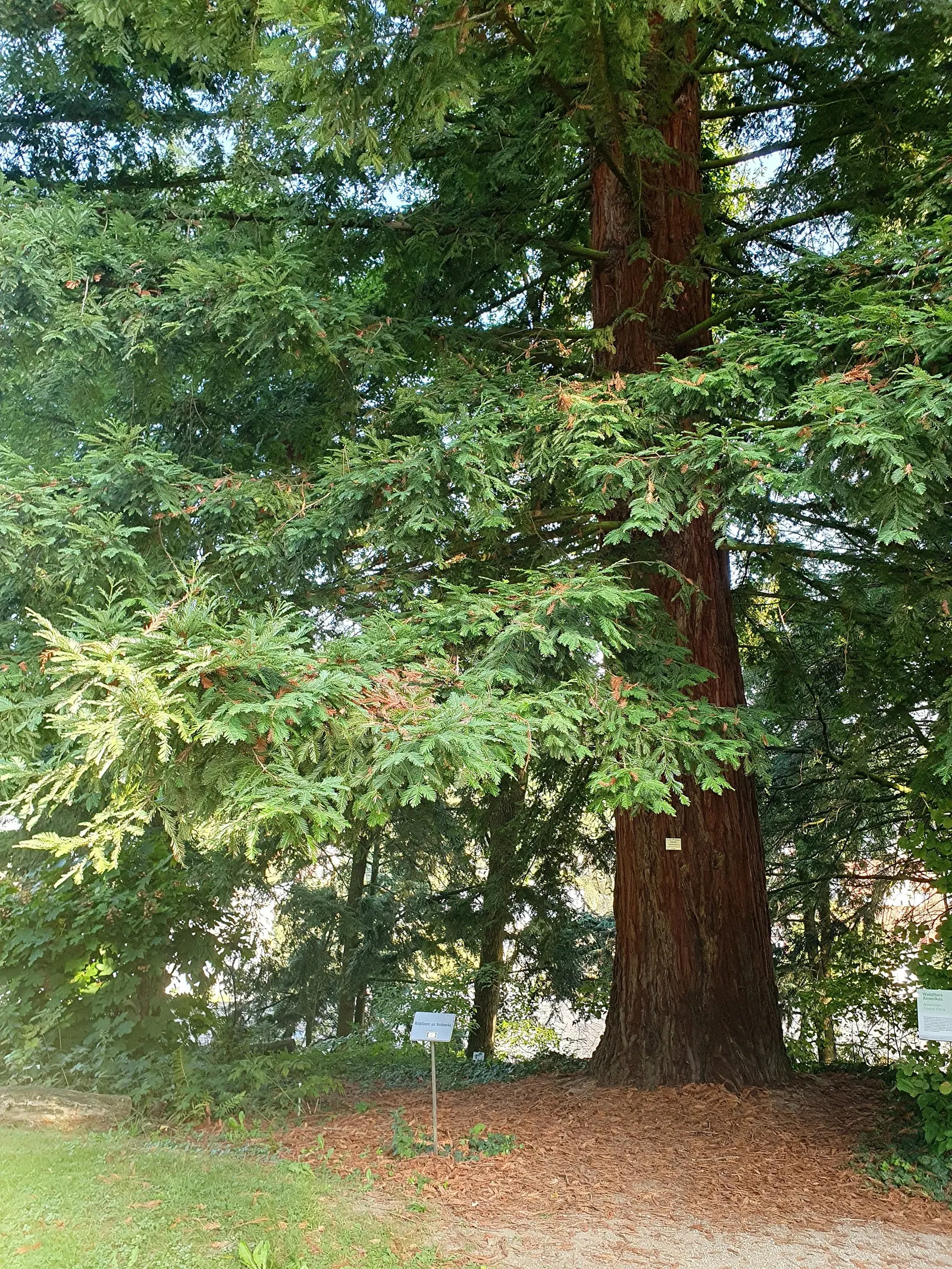 Coast Redwood (Sequoia sempervirens) — well-drained soil and benefits from a climate offering abundant fog; as a landscape architect assistant