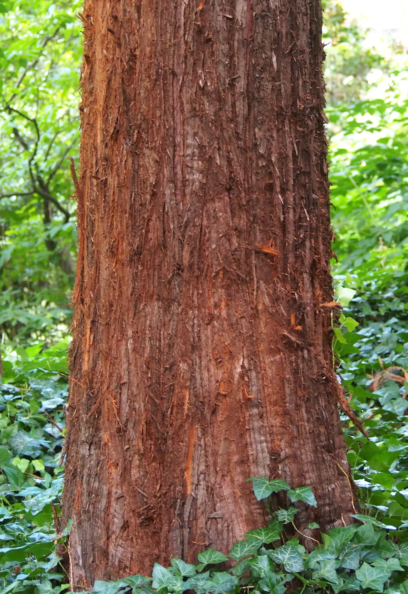 Coast Redwood (Sequoia sempervirens) — Space them at least 30 feet apart in a landscape to accommodate extensive root systems; providing a magnificent living