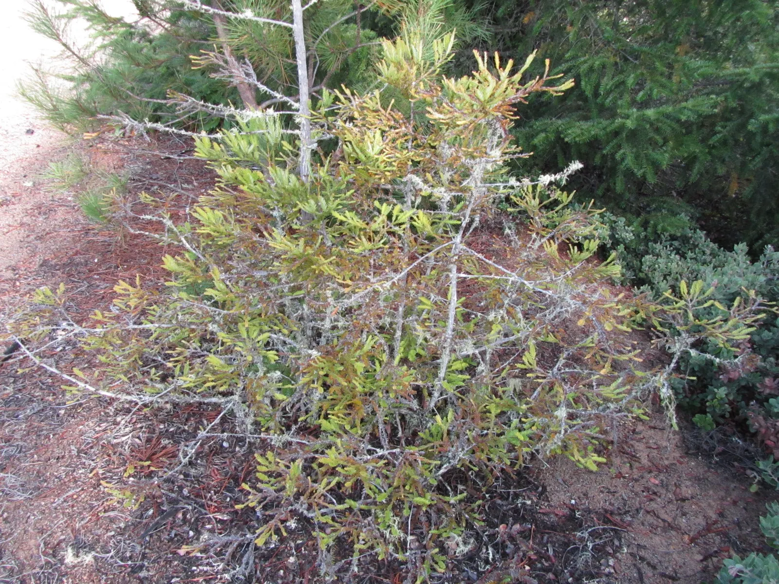 Coast Redwood (Sequoia sempervirens) — Intended for larger landscapes due to its majestic size; the Coast Redwood, Sequoia sempervirens, is the world's tallest