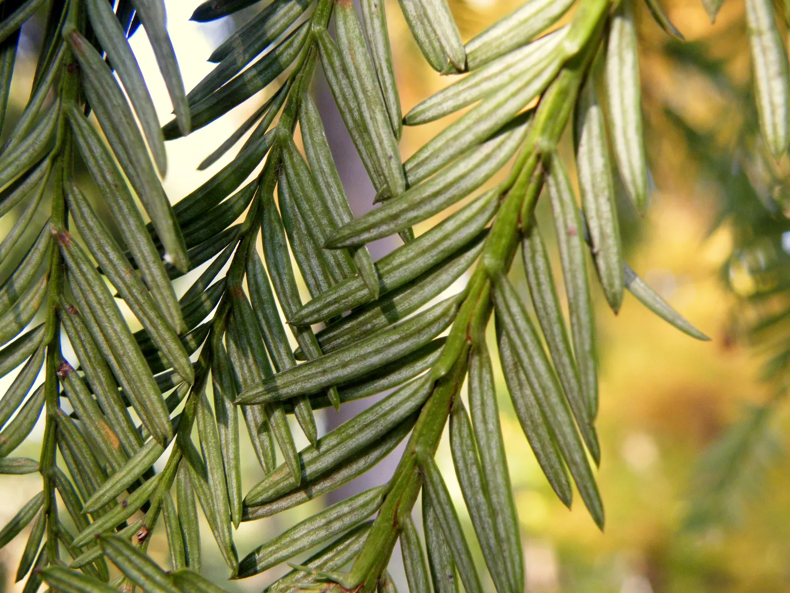 Coast Redwood (Sequoia sempervirens) — boasting a trunk diameter of 20 to 25 feet when fully mature; which supplies the necessary moisture for its foliage