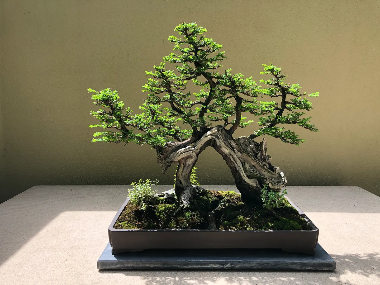 Coast Redwood (Sequoia sempervirens) — scientifically named Sequoia sempervirens; <br><br>Native to the coastal region of California, the Coast Redwood thrives
