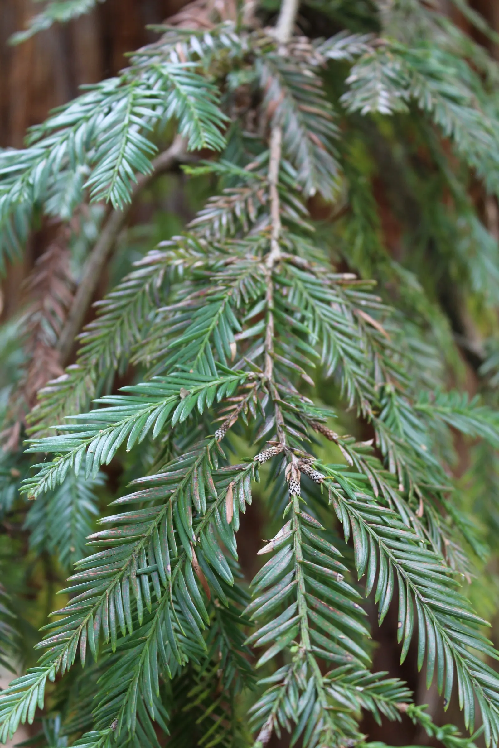 Coast Redwood (Sequoia sempervirens) — The Coast Redwood, Sequoia sempervirens, is the world's tallest tree species, reaching over 350 feet in height; space