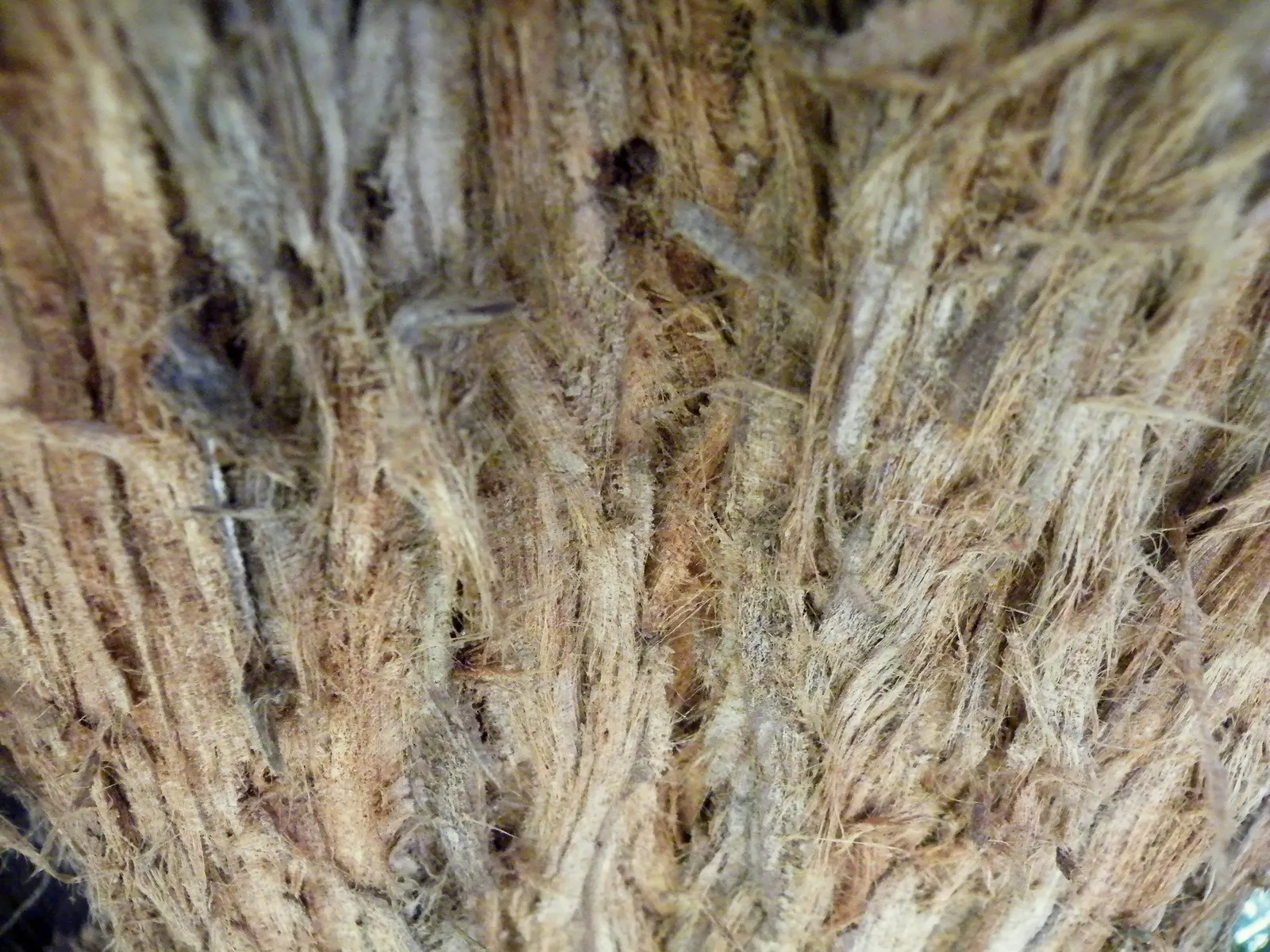 Coast Redwood (Sequoia sempervirens) — requiring considerable space to accommodate their awe-inspiring scale; they showcase a thick, fire-resistant bark and
