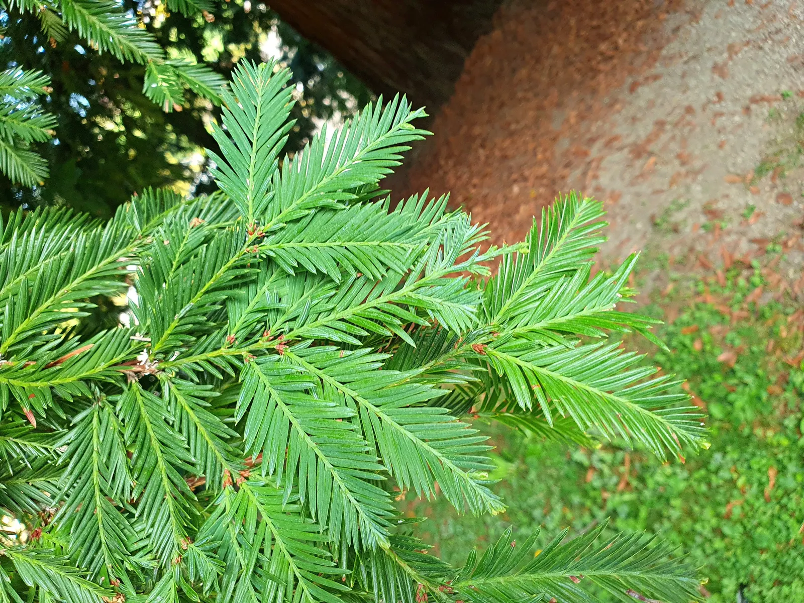 Coast Redwood (Sequoia sempervirens) — As a landscape architect assistant; requiring considerable space to accommodate their awe-inspiring scale