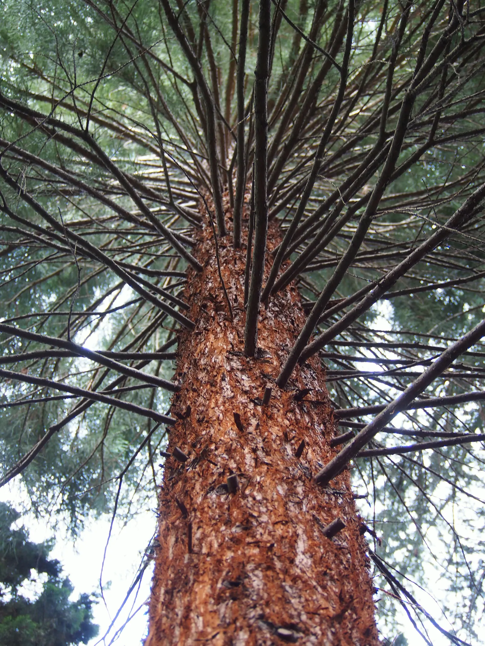 Coast Redwood (Sequoia sempervirens) — Ideal for grand, naturalistic designs, they offer longevity and a majestic presence in large-scale settings, image 31