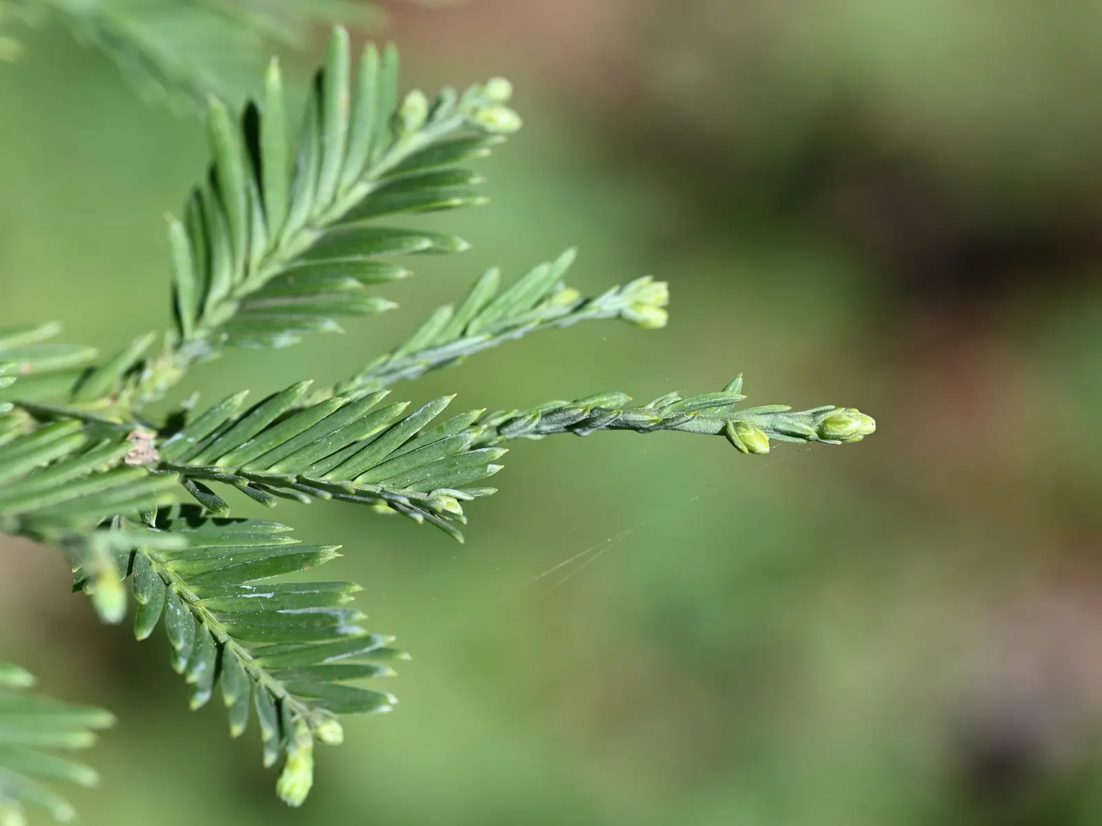 Coast Redwood (Sequoia sempervirens) — conifer / tree for full or half