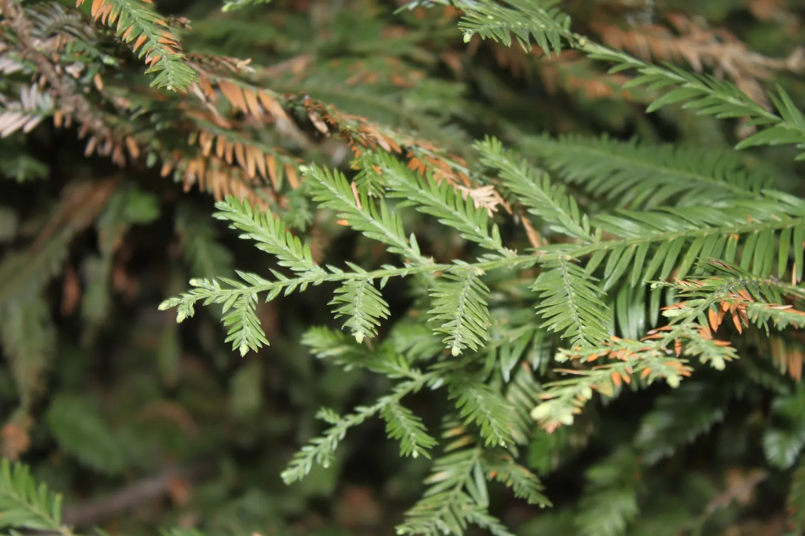 Coast Redwood (Sequoia sempervirens) — this conifer can reach astounding heights of up to 300 feet or more; intended for larger landscapes due to its majestic